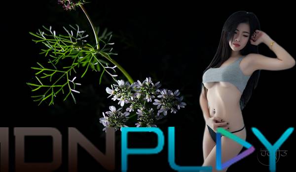 Cara Daftar Idn Poker Yang Perlu Diketahui Untuk Para Pemula